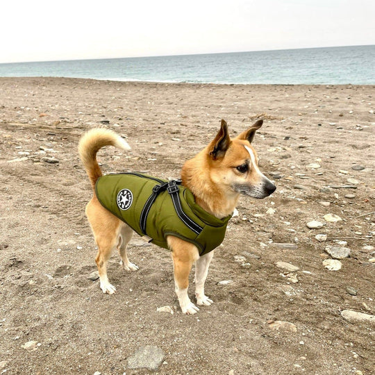 Manteau Imperméable pour Chien | Harnais Intégré et Confort Optimal