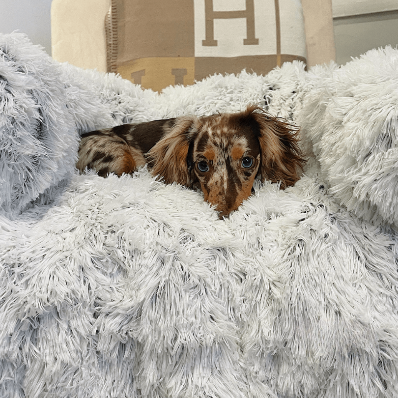 Protecteur de Lit pour Chien | Imperméable et Doux avec Antidérapant