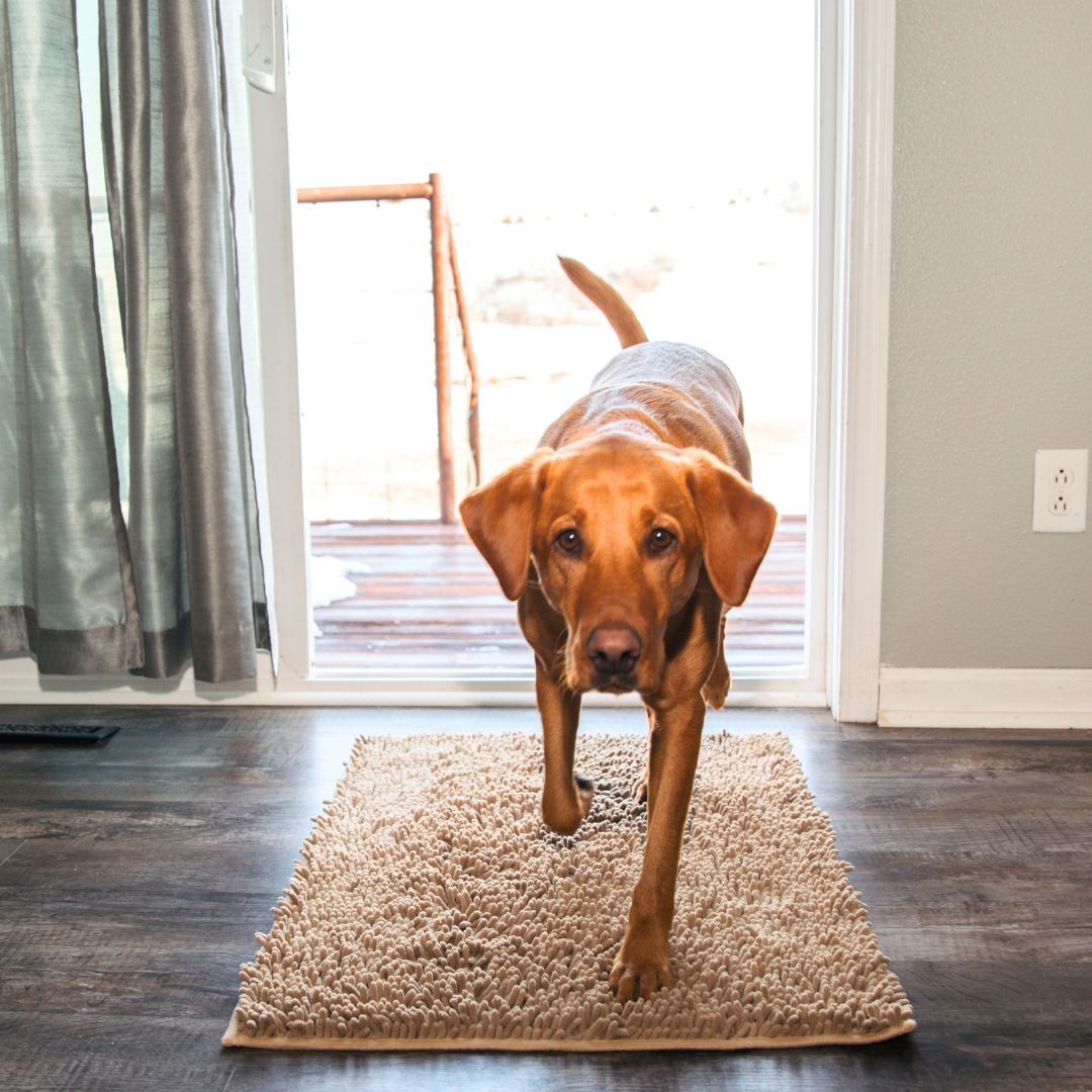 Tapis Absorbant pour Chien | Antidérapant et Lavable en Machine