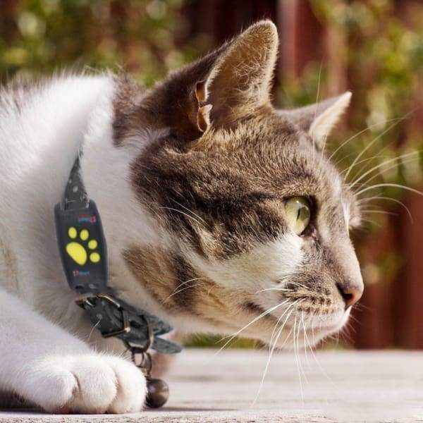 Suivi GPS pour Chat | Localisation en Temps Réel et Fiable