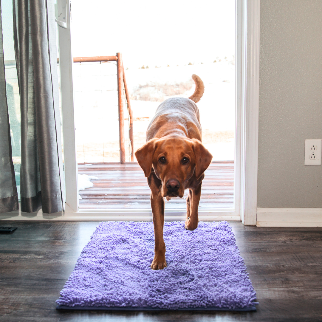 Tapis Absorbant pour Chien | Antidérapant et Lavable en Machine