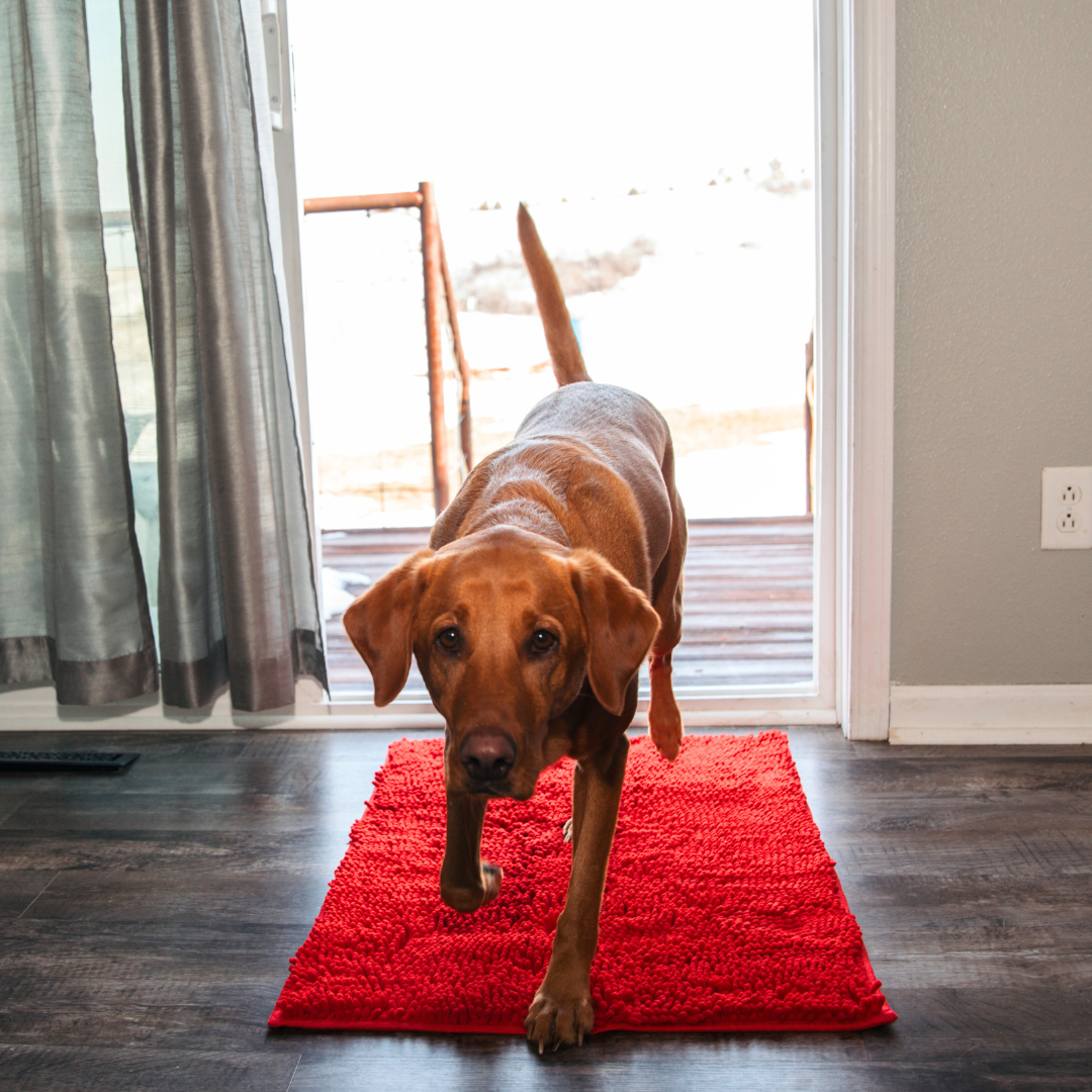 Tapis Absorbant pour Chien | Antidérapant et Lavable en Machine