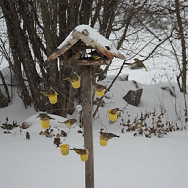 Nourrisseur à Oiseaux en Métal Jaune | Design Unique et Résistant aux Intempéries