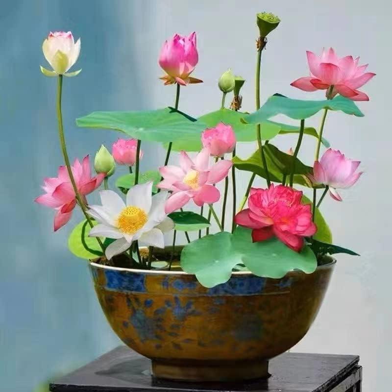 Graines de Lotus Aquatiques Premium | Faciles à Cultiver pour Jardins Éblouissants