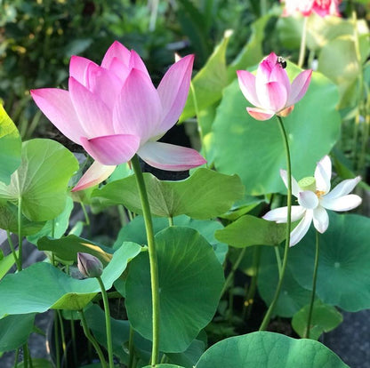 Graines de Lotus Aquatiques Premium | Faciles à Cultiver pour Jardins Éblouissants