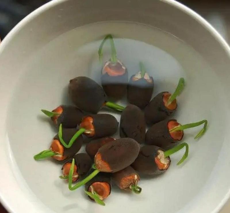 Graines de Lotus Aquatiques Premium | Faciles à Cultiver pour Jardins Éblouissants