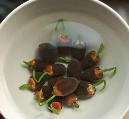 Graines de Lotus Aquatiques Premium | Faciles à Cultiver pour Jardins Éblouissants