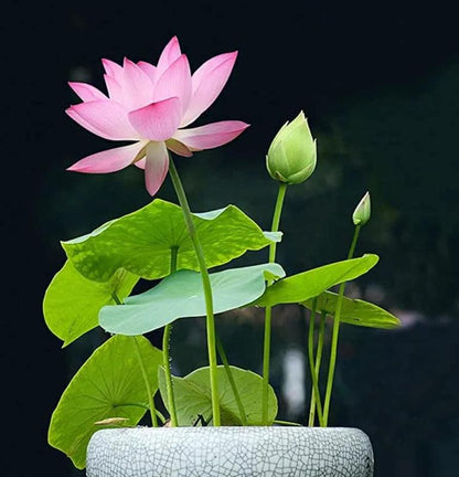 Graines de Lotus Aquatiques Premium | Faciles à Cultiver pour Jardins Éblouissants