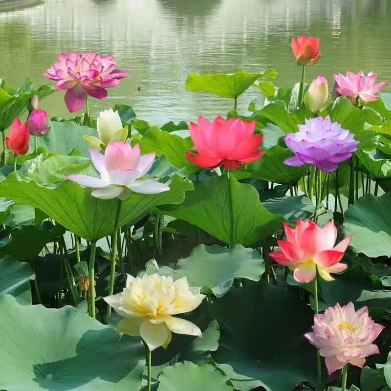 Graines de Lotus Aquatiques Premium | Faciles à Cultiver pour Jardins Éblouissants