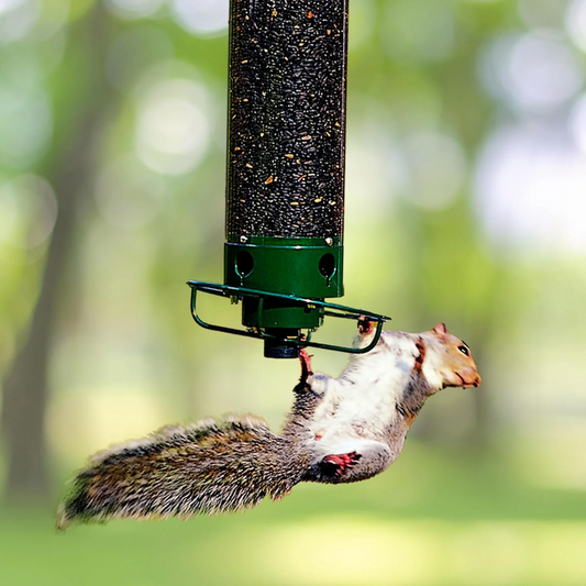 Maison pour Oiseaux Résistante aux Écureuils | Protection Sûre et Durable pour Nourriture