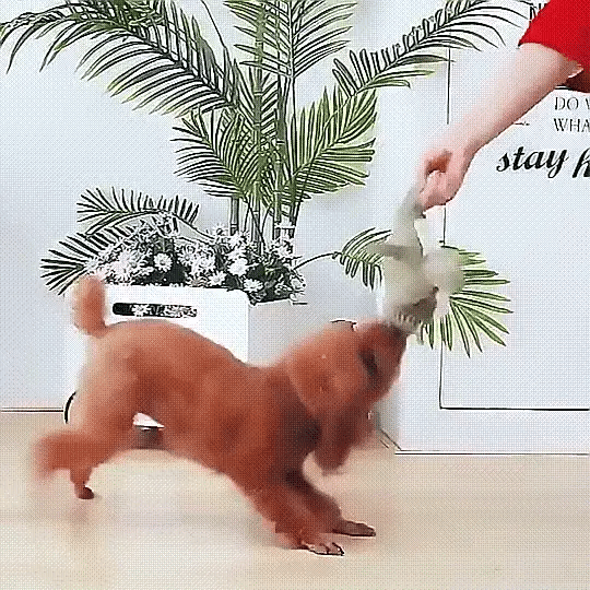 Jouet Durable pour Chien avec Sifflet | Idéal pour Mâcheurs Puissants et Actifs