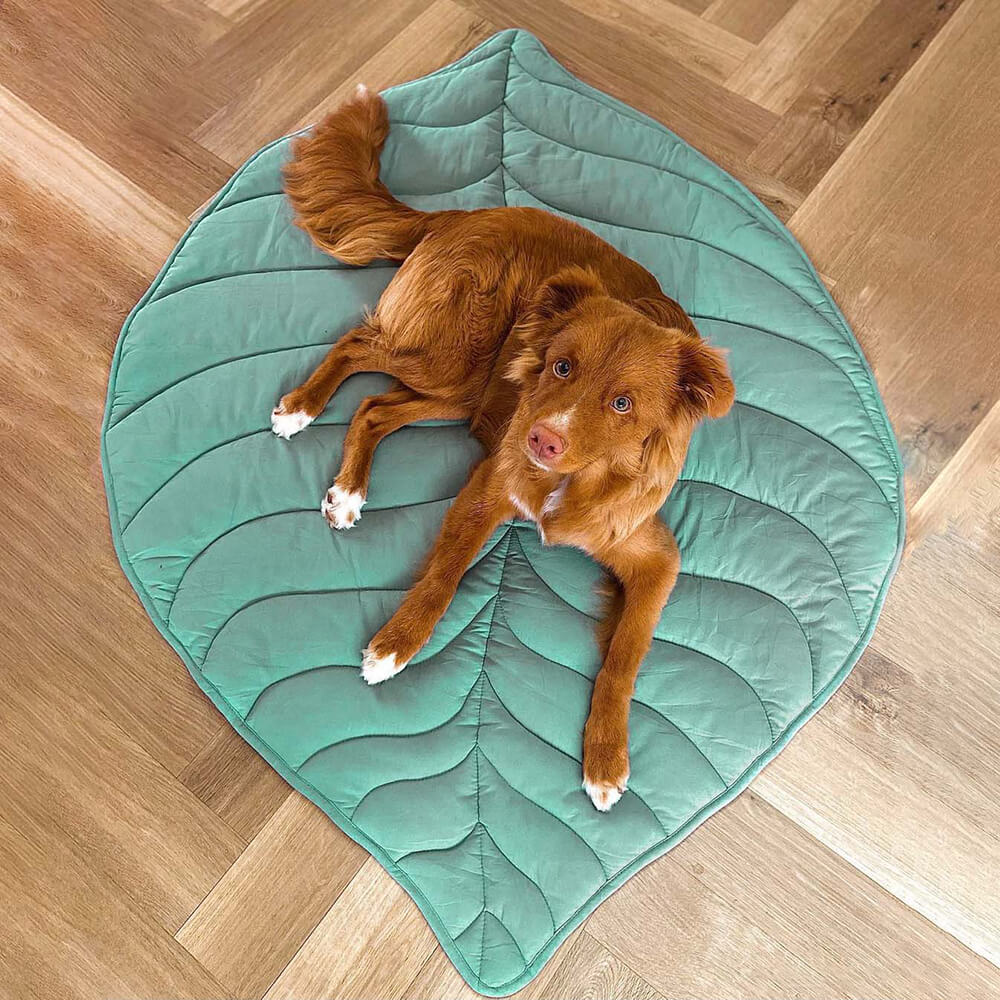 Couverture pour Chien Grande Taille | Douceur et Élégance pour Animaux