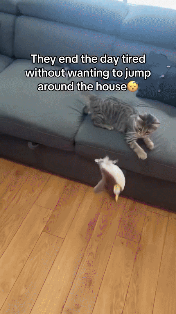 Jouet Interactif pour Chat | Peluche Animée pour un Divertissement Actif