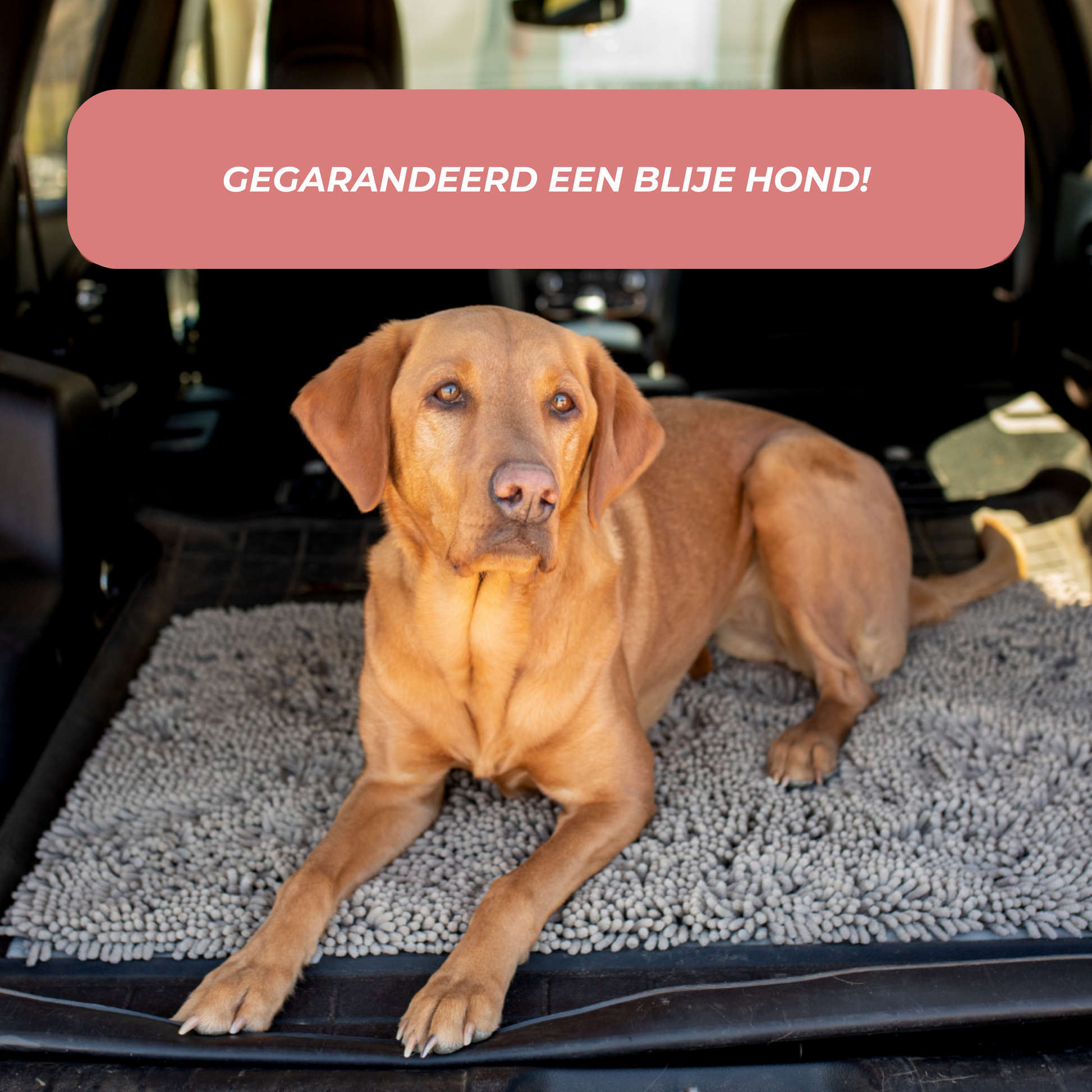 Tapis Absorbant pour Chien | Antidérapant et Lavable en Machine