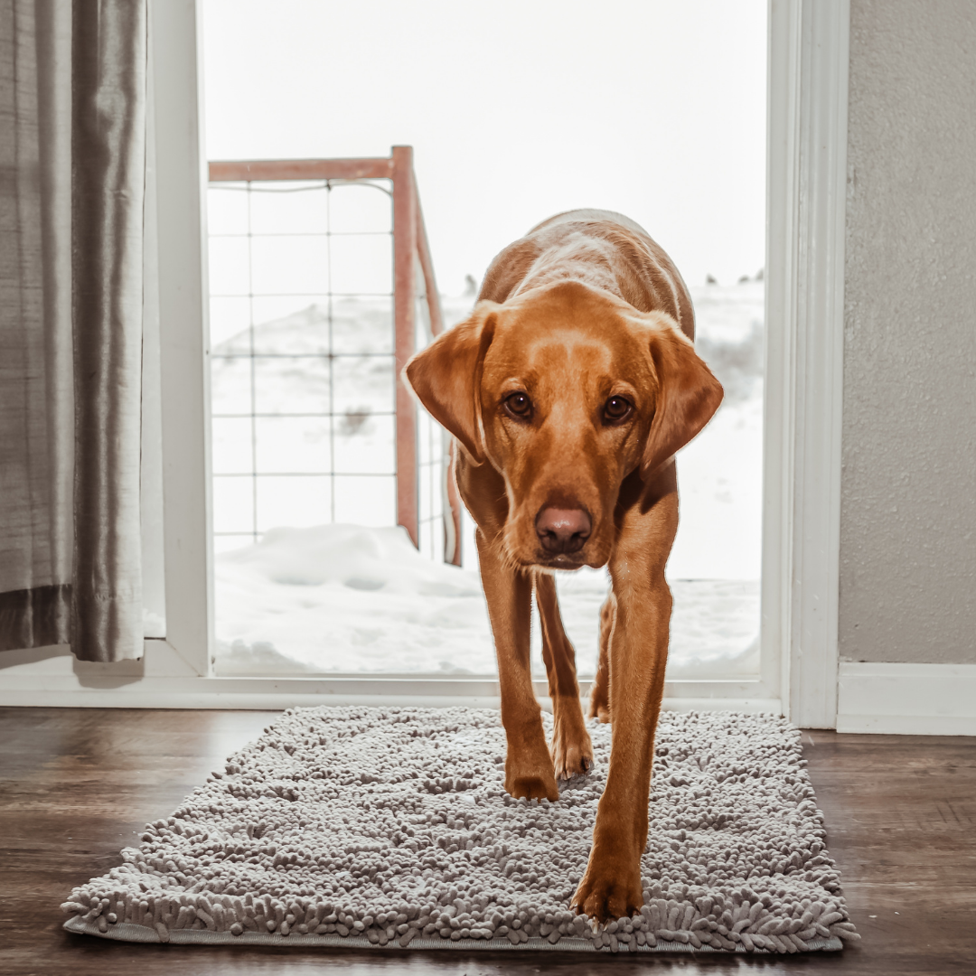 Tapis Absorbant pour Chien | Antidérapant et Lavable en Machine