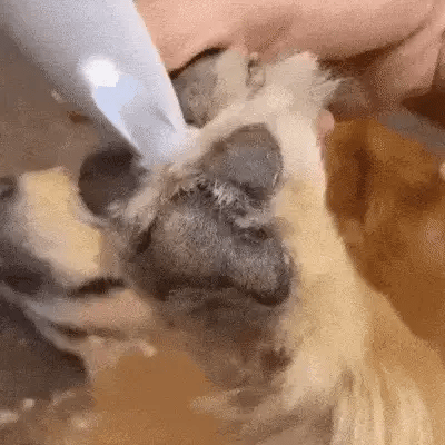 Tondeuse Silencieuse pour Animaux | Toilettage Doux des Zones Sensibles