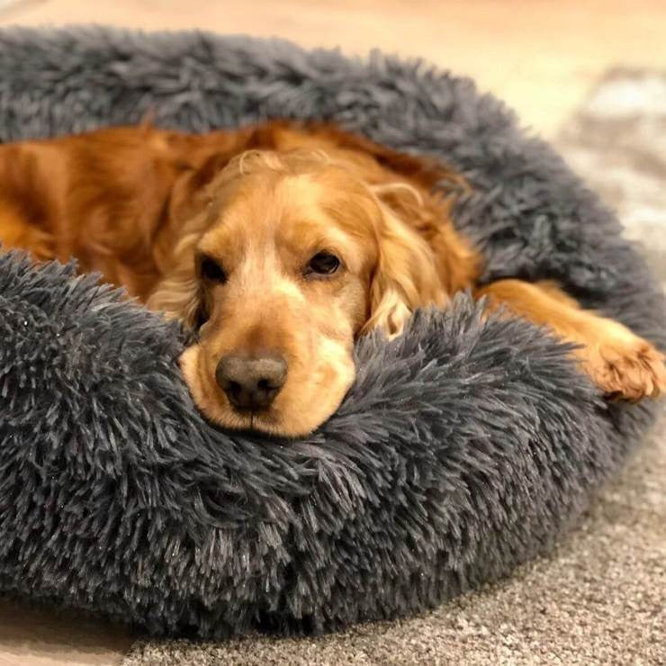 Lit Orthopédique pour Grand Chien | Confort Douillet et Housse Lavable