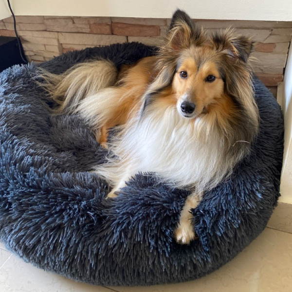 Lit Orthopédique pour Grand Chien | Confort Douillet et Housse Lavable