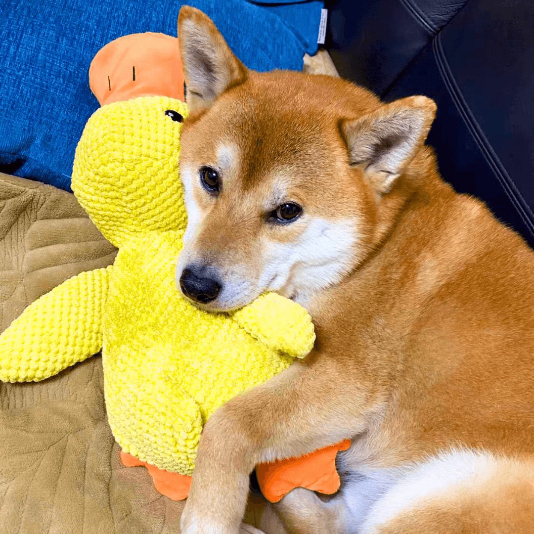 Jouet Interactif pour Chien en Canard | Son de Canard et Lavable en Machine