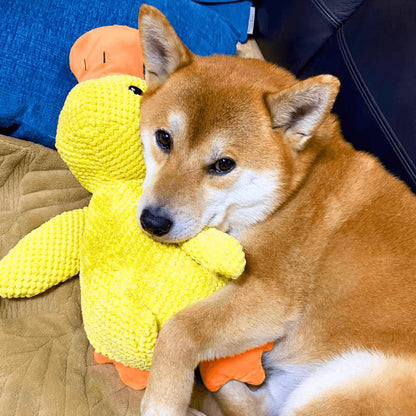 Jouet Interactif pour Chien en Canard | Son de Canard et Lavable en Machine