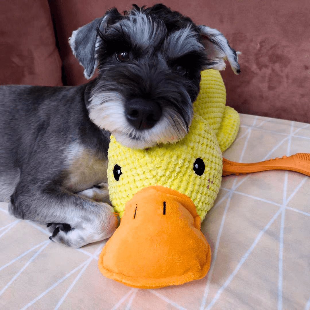 Jouet Interactif pour Chien en Canard | Son de Canard et Lavable en Machine