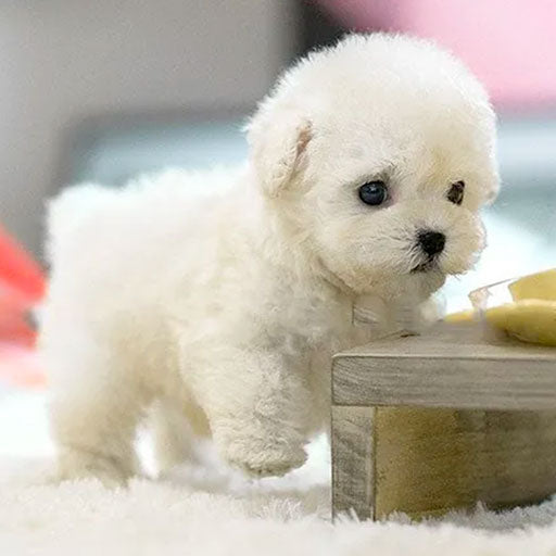 Jouet en Peluche Interactif de Chiot | Compagnon Doux et Écologique pour Tous les Âges