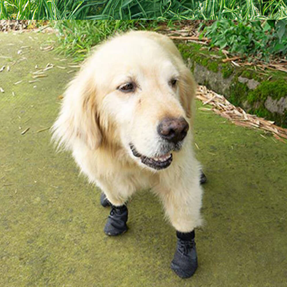 Bottes de Chien Imperméables | Protection Confortable sur Tous les Terrains