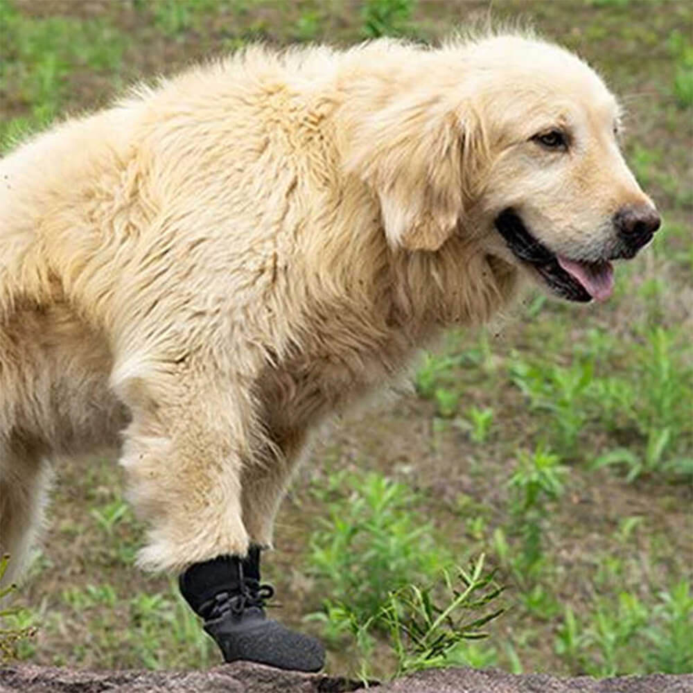 Bottes de Chien Imperméables | Protection Confortable sur Tous les Terrains