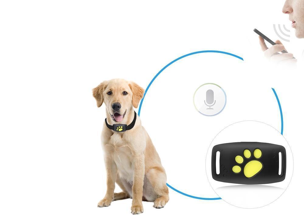 Suivi GPS pour Chat | Localisation en Temps Réel et Fiable